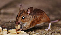 24 Hour & Emergency Exterminators in Liverpool, PA